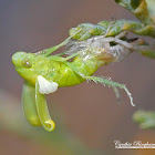 Tamarix Leafhopper (Eclosing)
