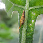 Polyglypta Planthopper