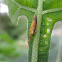 Polyglypta Planthopper