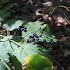 Maple leaf vibernum