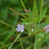 Purple-leaved Willow Herb