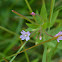 Purple-leaved Willow Herb
