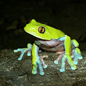 Blue-sided tree Frog