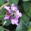 California Anthophorine Bee
