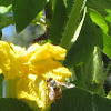 Western honey bees on zucchini blossoms