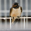 Barn Swallow; Golondrina Común