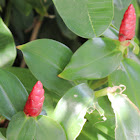 Costus  Plant