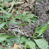Western Massasauga Rattlesnake