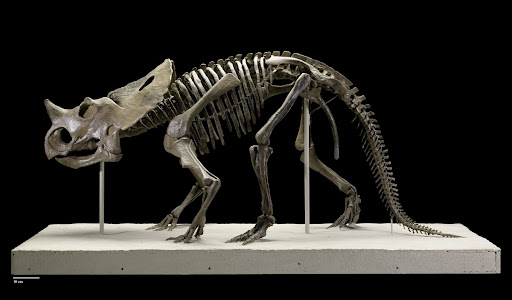 Brachyceratops dinosaur
