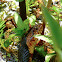 Broad Banded Water Snake