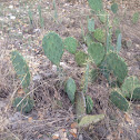 Pear cactus