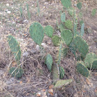 Pear cactus