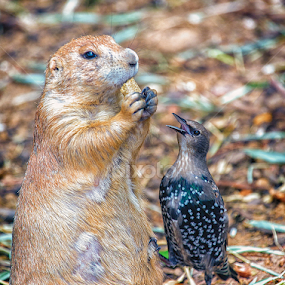 Can You Spare A Nut? by Bill Tiepelman - Animals Birds