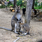 Red Necked Wallaby