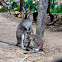 Red Necked Wallaby