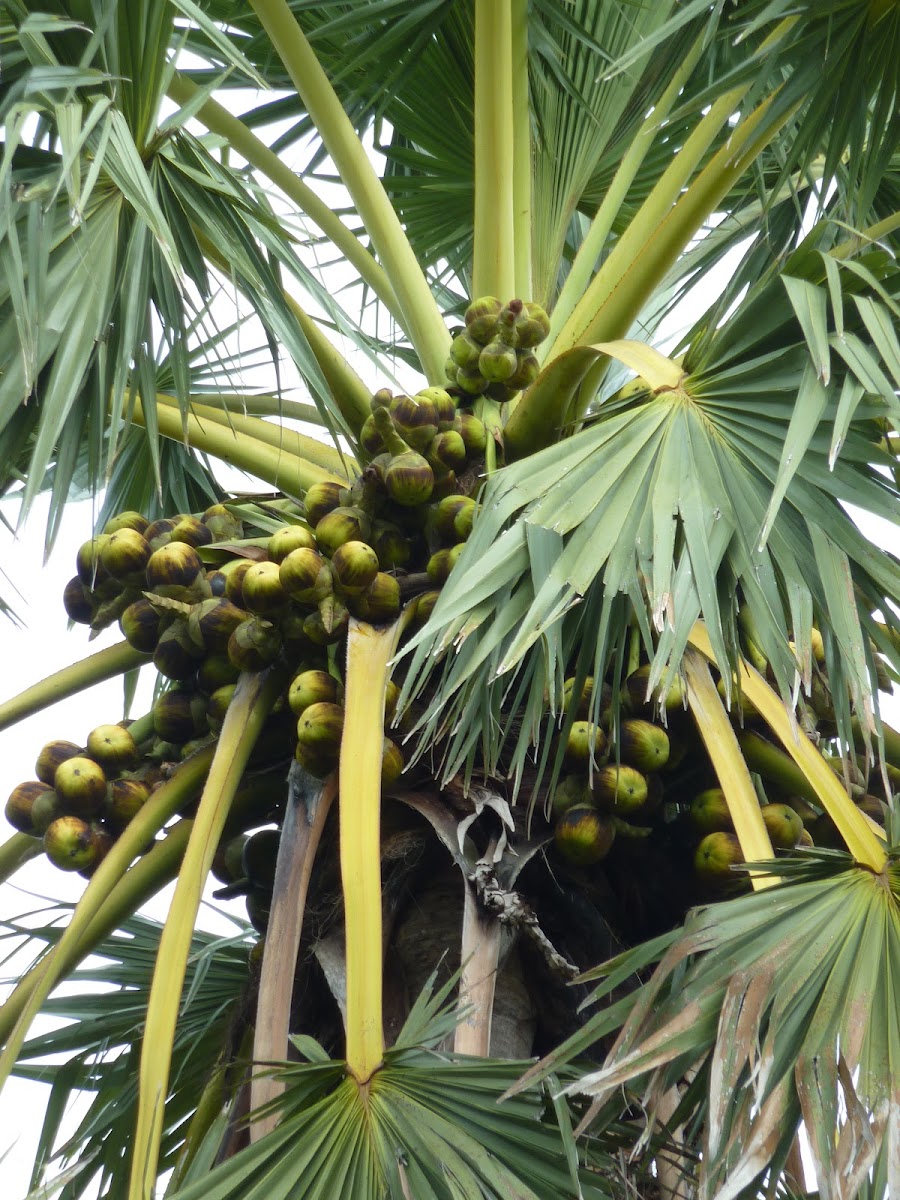 Asian Palmyra Palm, Toddy Palm, Sugar Palm