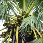 Asian Palmyra Palm, Toddy Palm, Sugar Palm