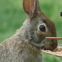 Eastern Cottontail rabbi