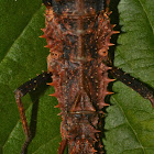 Spiny Stick Insect, Phasmid -Female