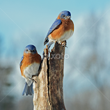 Eastern Bluebirds by Steven Liffmann -  