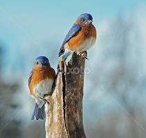 Eastern Bluebirds by Steven Liffmann - Animals Birds
