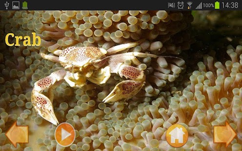 Free Download Animal World Full APK for Android