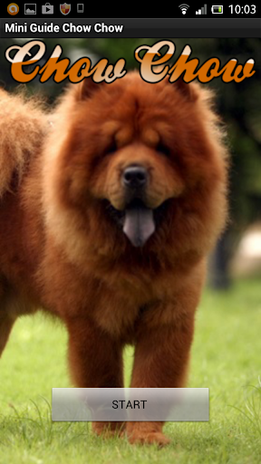 Mini Guia Chow Chow