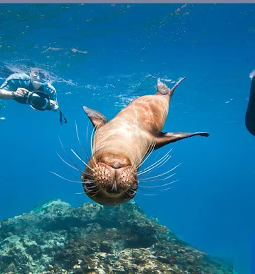 Have an amazing snorkeling adventure with playful sea critters while on your Lindblad Expeditions tour of the Galápagos Islands.