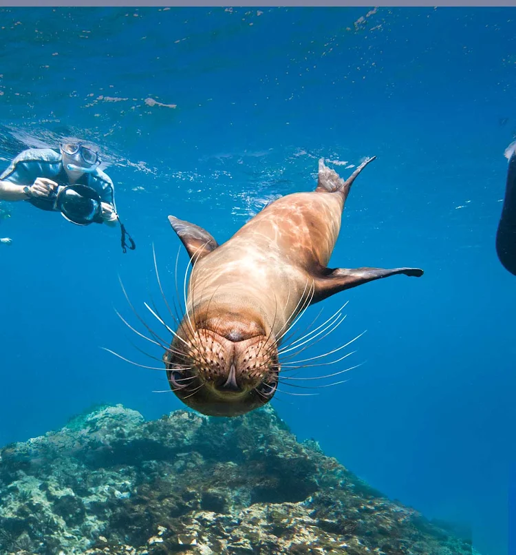 Have an amazing snorkeling adventure with playful sea critters while on your Lindblad Expeditions tour of the Galápagos Islands.