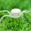 Crab Spider