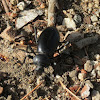 Pinacate Beetle