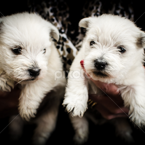 Double Trouble  by Simon Trott - Animals - Dogs Puppies