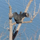 American Black Vulture