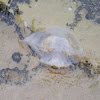 Cannonball Jellyfish