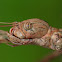 Strong Stick Insect ( Female )