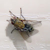 Cluster Fly(Male)