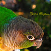 Green Cheek Conure