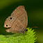 Poss. Hermes Satyr Butterfly