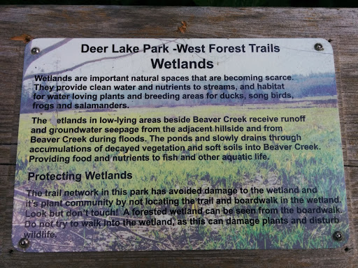 Deer Lake Park - Wetlands