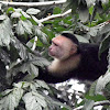 White faced Capuchin Monkey