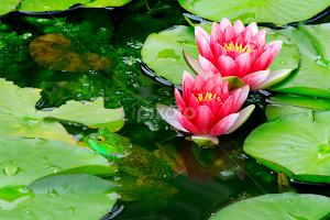 Lillies and frog by John Forrant - Flowers Flower Gardens