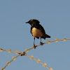 Willy Wagtail