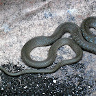Small Grey Snake
