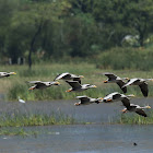 Bar-headed Goose