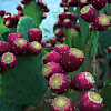 Cactus, prickly pear