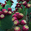 Cactus, prickly pear