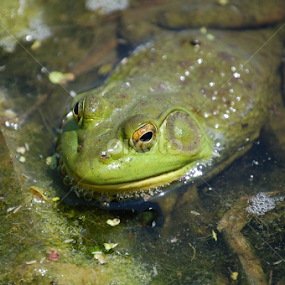 Frog by Debbie Annable Carr - Animals Reptiles