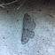 Common grey geometer moth