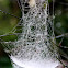 Bowl and Doily Spider (web)