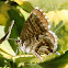 Mariposa taladro de los geranios. Geranium Bronze